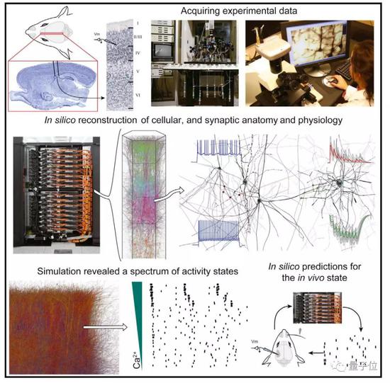 оеƤcortical columnǿԱģġ